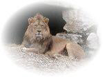 lr lion  de  oued zem